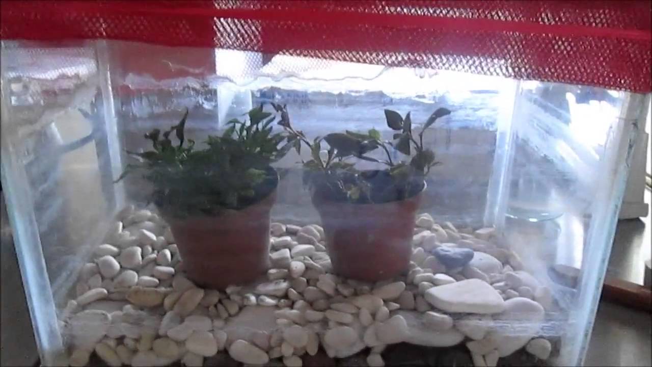 experimento de lluvia acida en las plantas