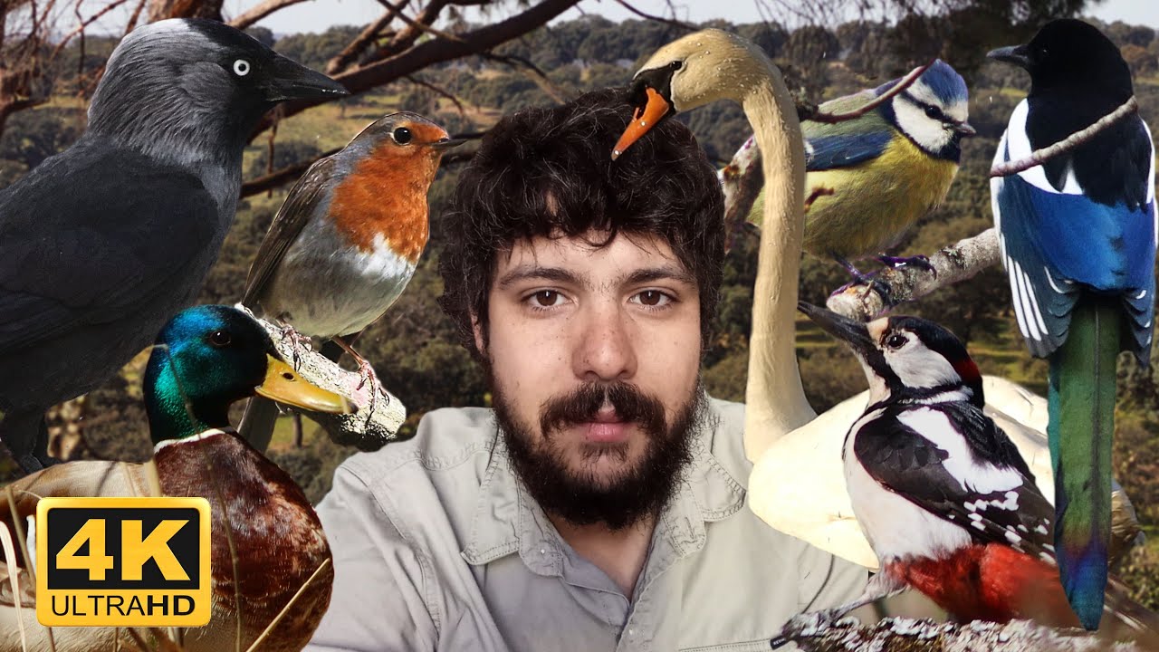 lista de las aves de españa