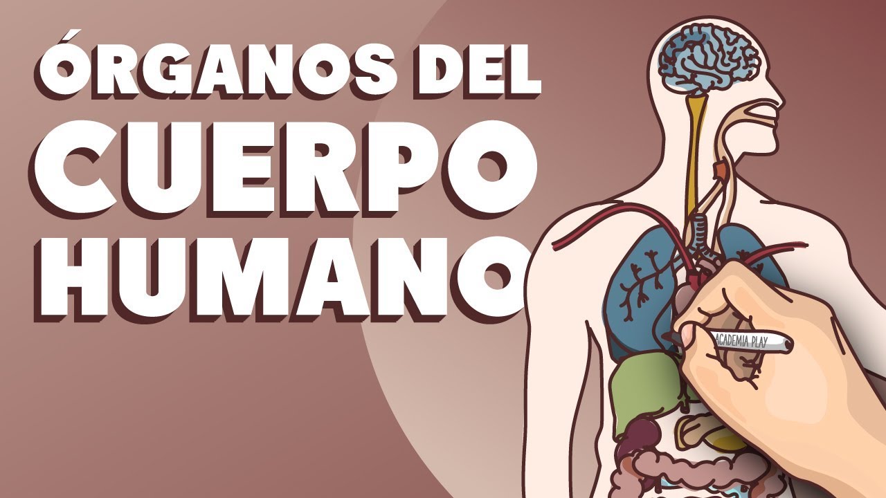órganos del cuerpo humano femenino