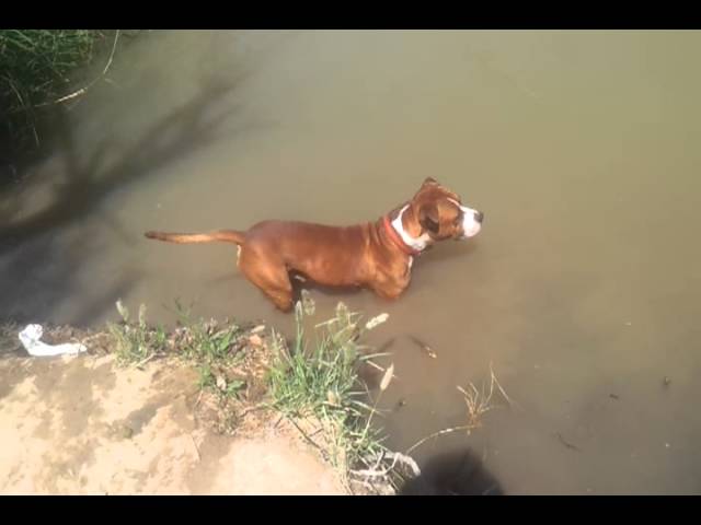 siluro se come a un perro