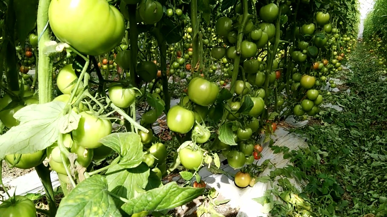 caroteno rojo presente en los tomates