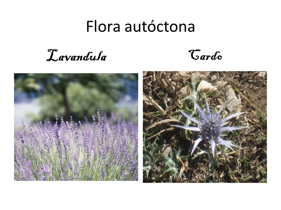 flora y fauna de sierra nevada
