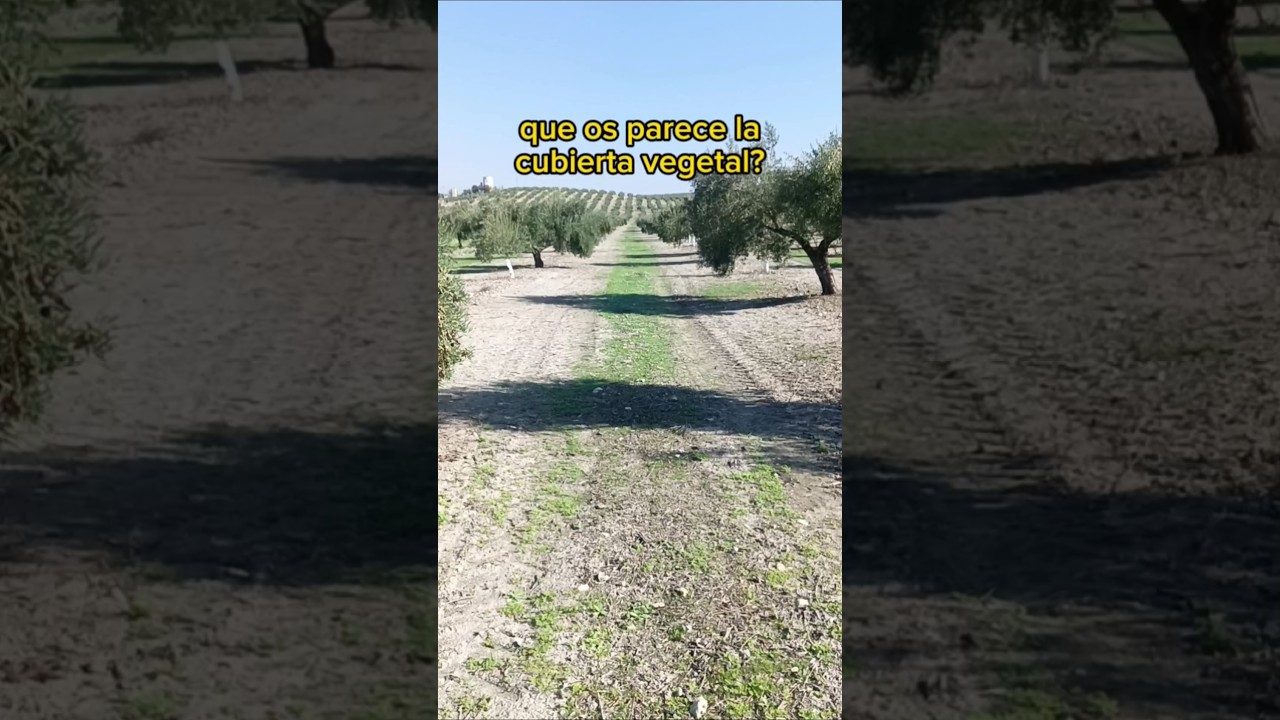 laboreo o no laboreo en olivar