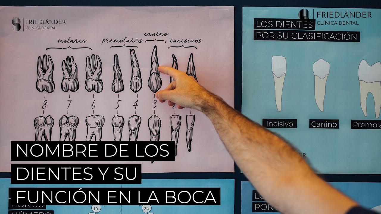 nombre de los dientes adultos