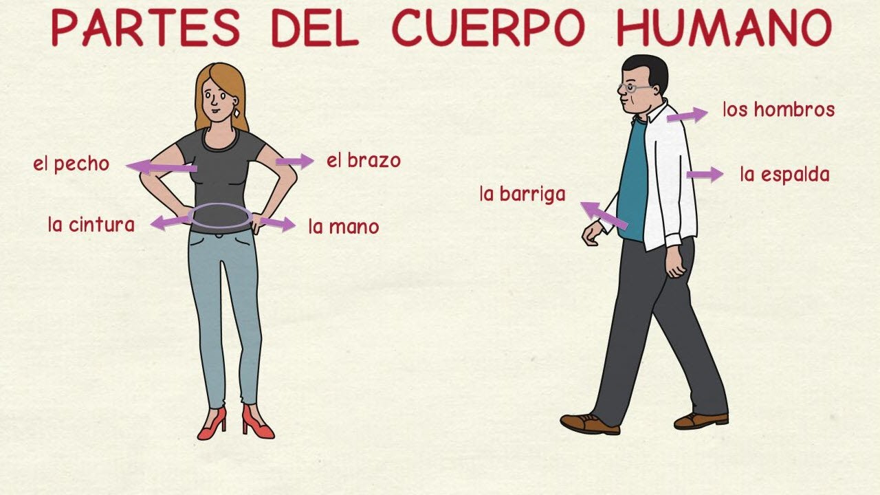 partes del cuerpo con f