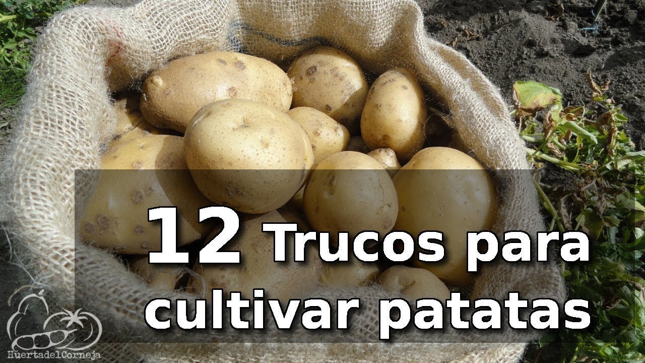 porque me salen las patatas pequeñas