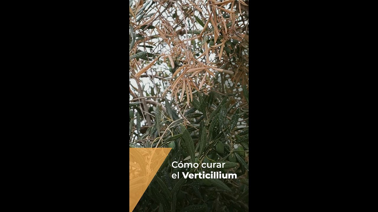 remedios naturales para el verticillium del olivo