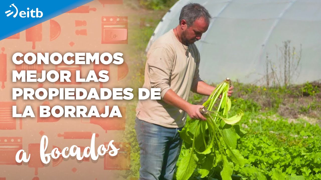 se come la hoja de la borraja