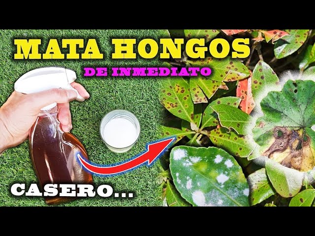 tipo de hongos en las plantas