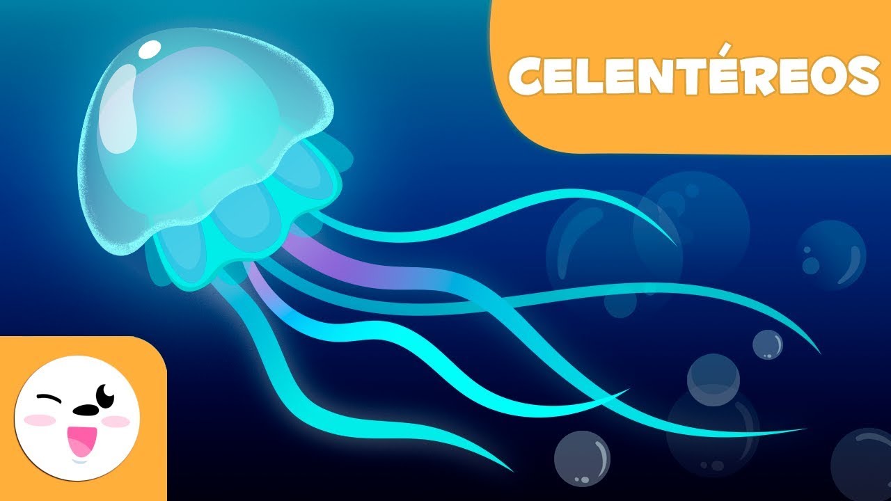 a que grupo de invertebrados pertenece la medusa