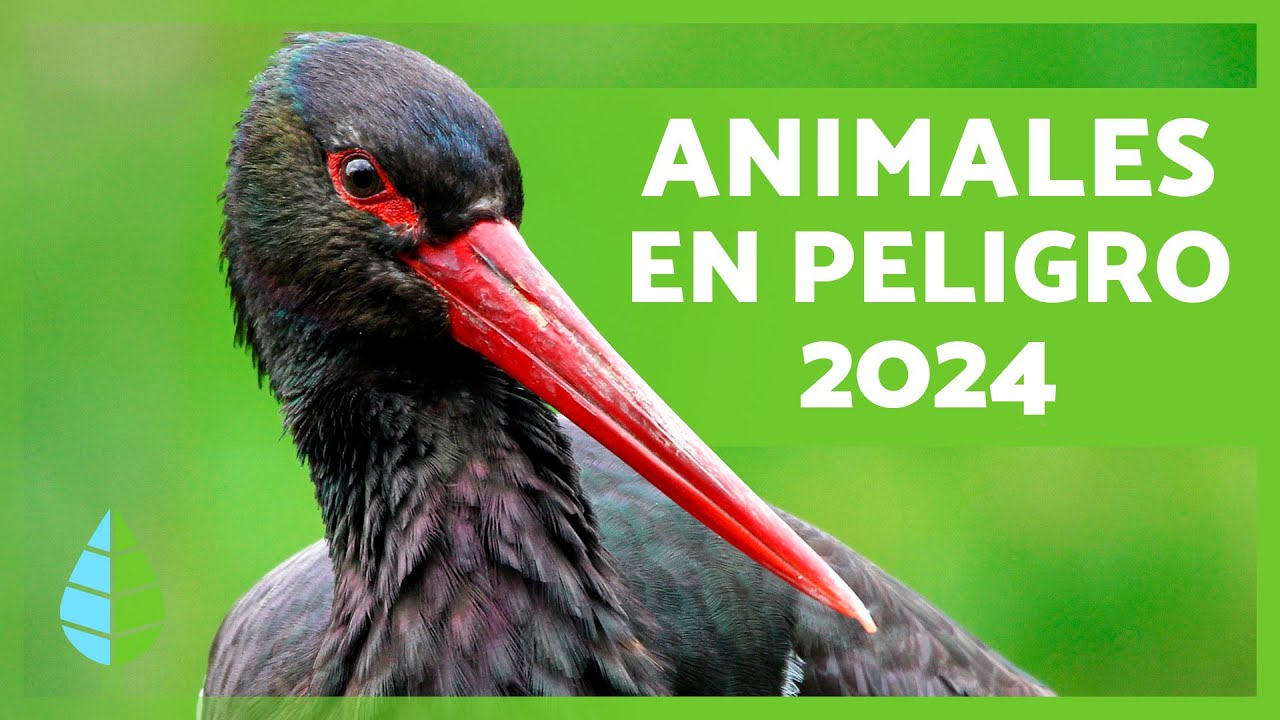 animales en peligro de extincion de la comunidad valenciana