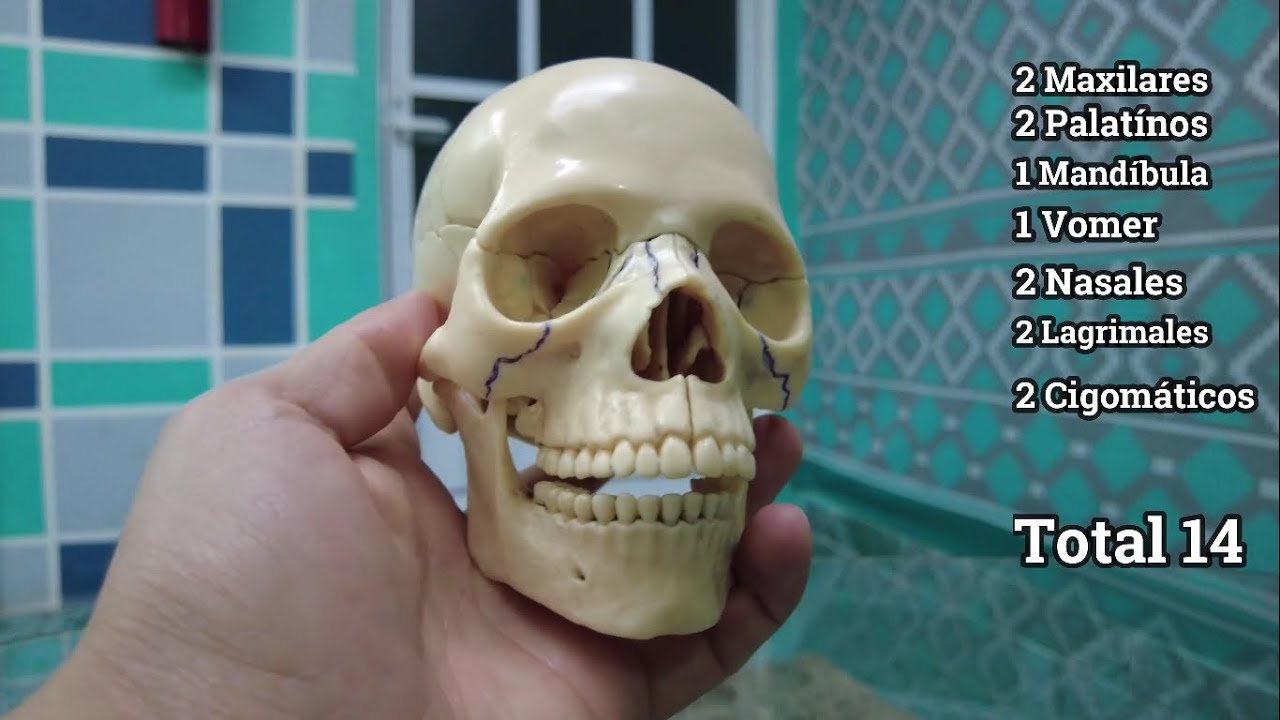 cuantos huesos tiene la cara