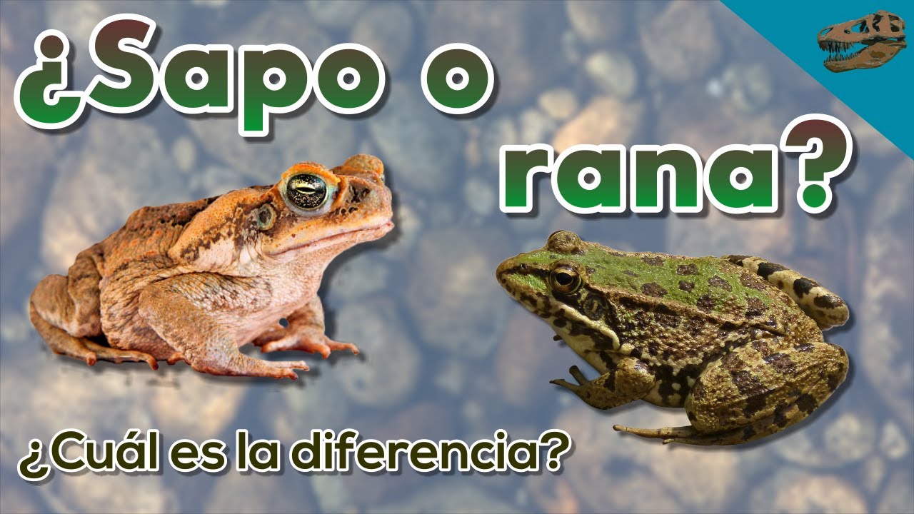 el sapo es el macho de la rana