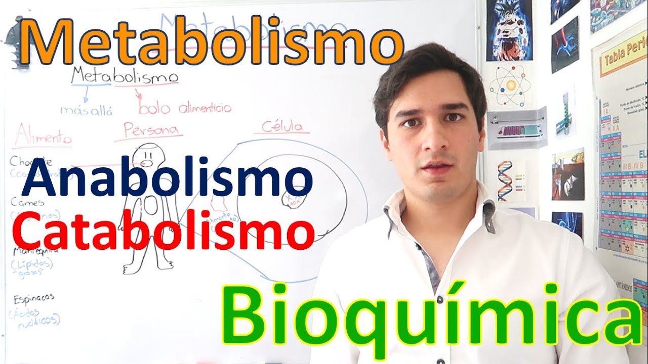 en que tipo de reacciones del metabolismo se obtiene energia