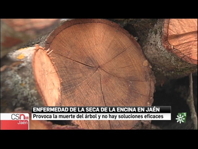enfermedad de la encina la seca