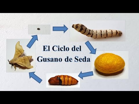 información sobre los gusanos de seda