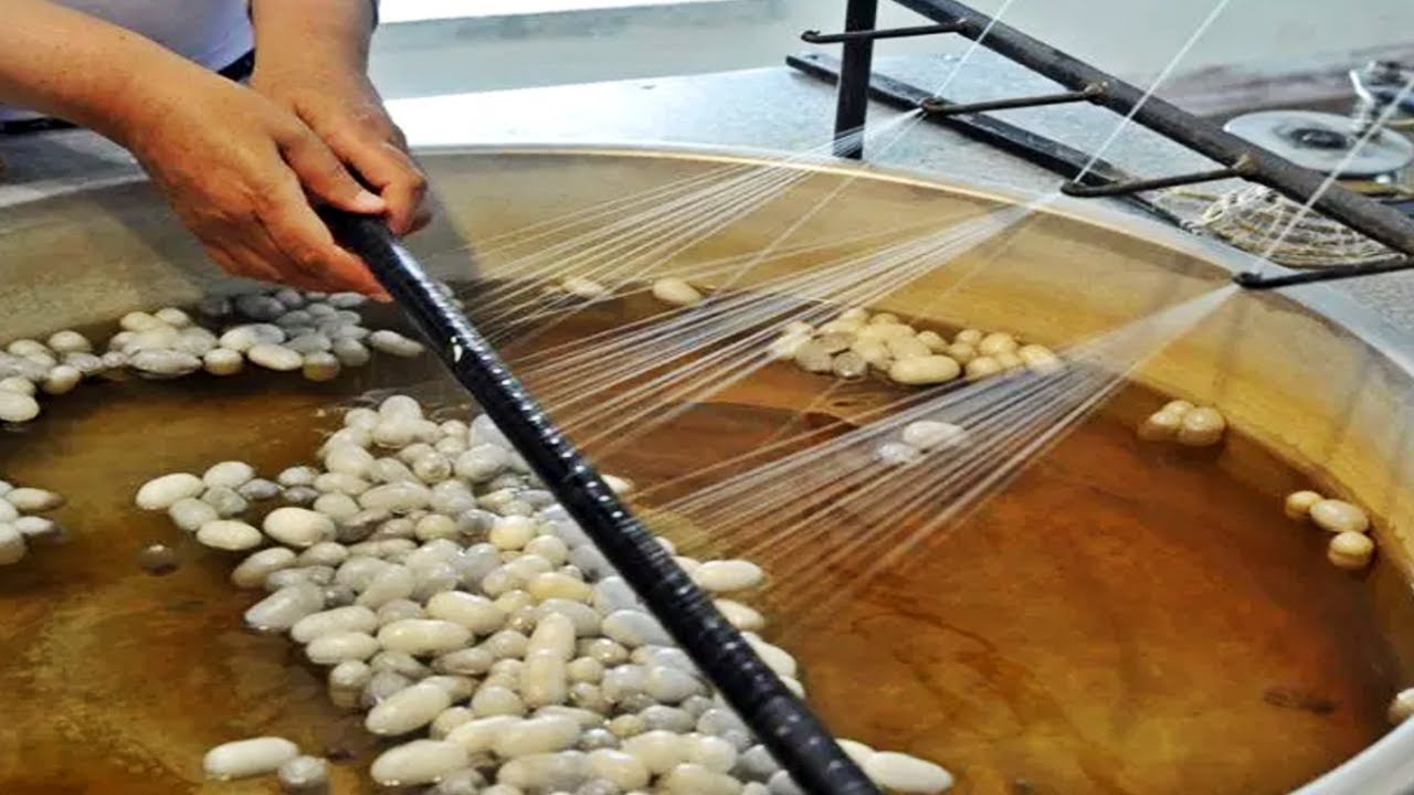 proceso de los gusanos de seda