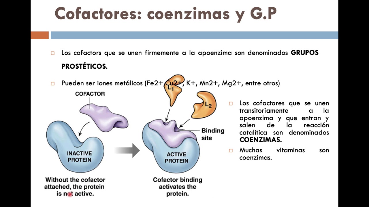 que es un grupo prostetico