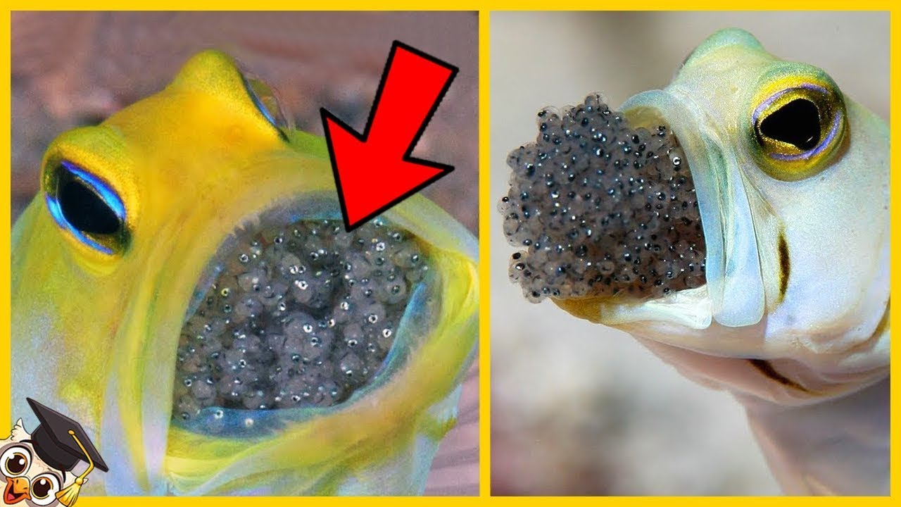 animales que no ponen huevos