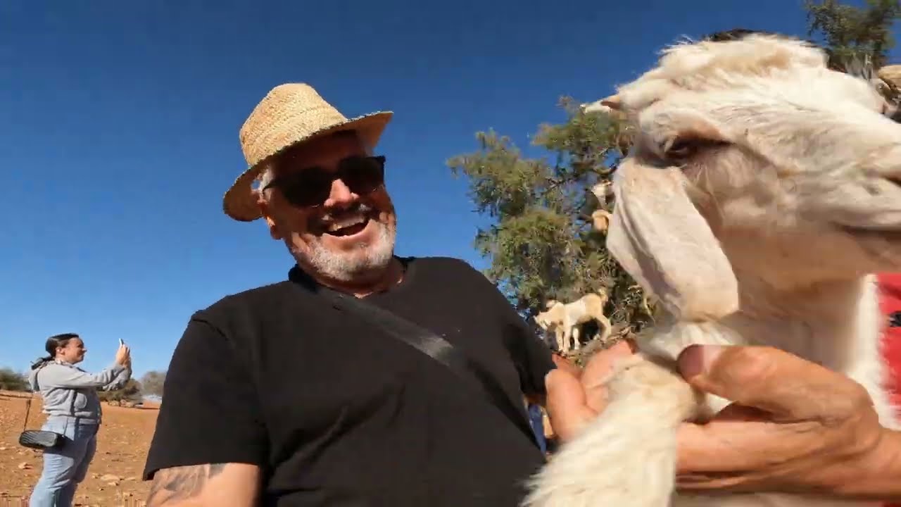 cabras en los arboles en marruecos
