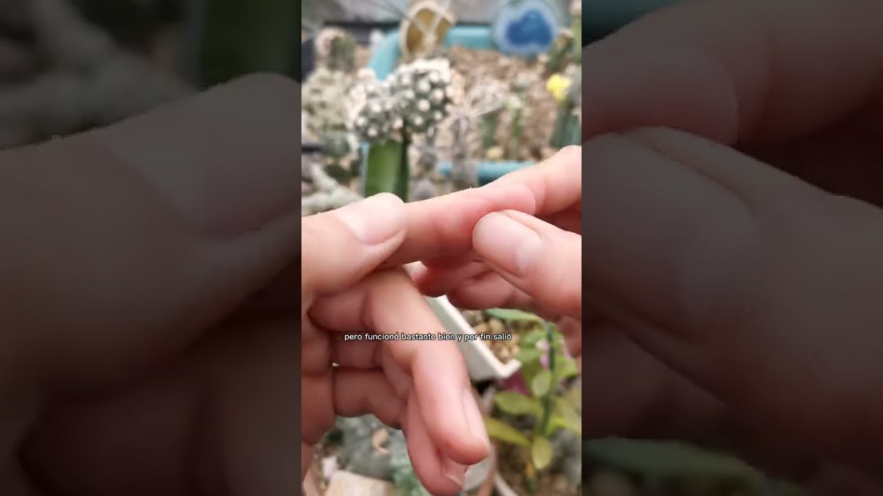 como sacar espinas de erizo