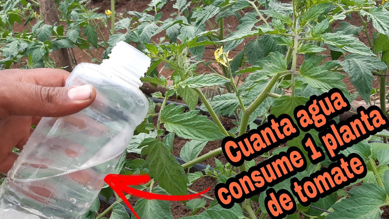 cuánta agua necesita una tomatera recien plantada