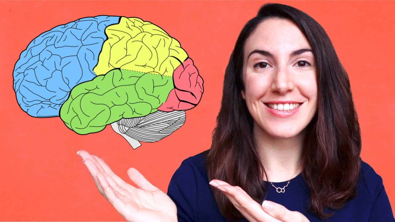 cuanto lobulos tiene el cerebro