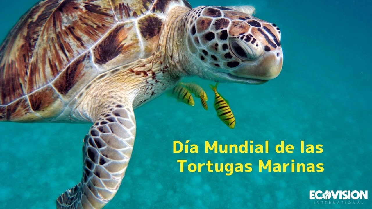 dia mundial de las tortugas marinas