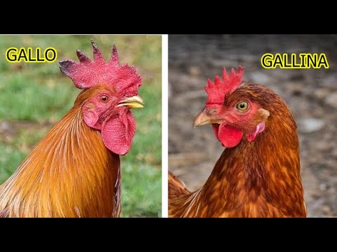diferencias entre gallo y gallina