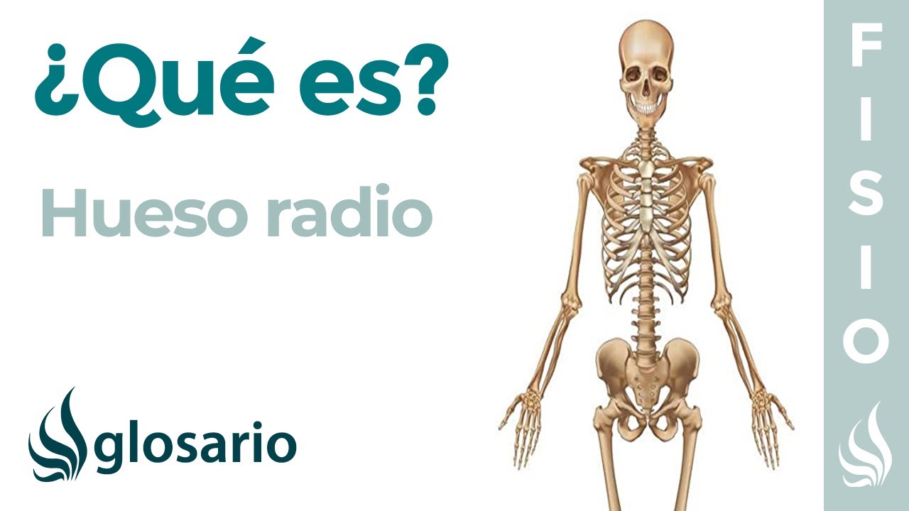 donde se encuentra el radio en el cuerpo humano