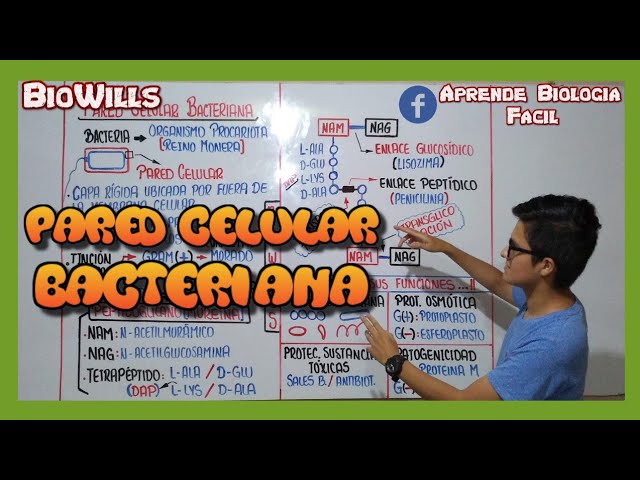 funcion de la pared celular bacteriana