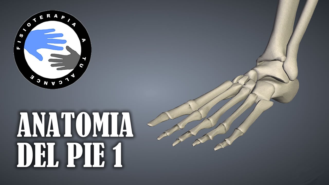 huesos de los pies nombres
