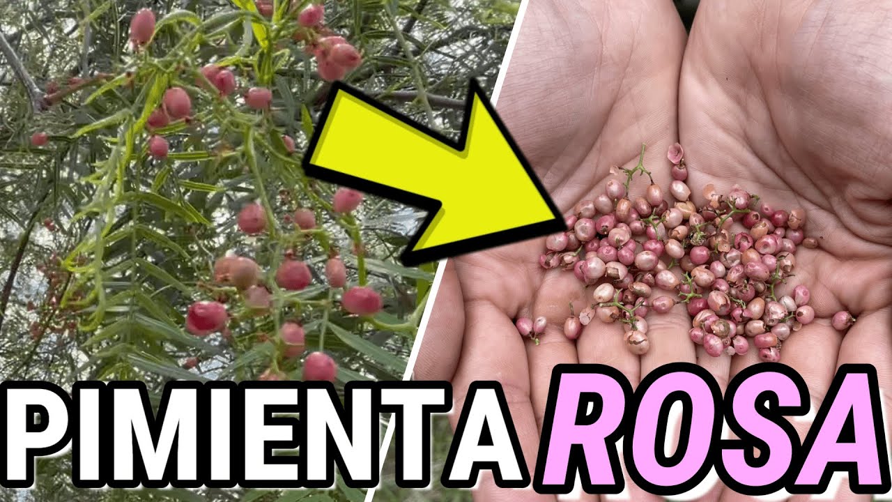 la pimienta es una fruta