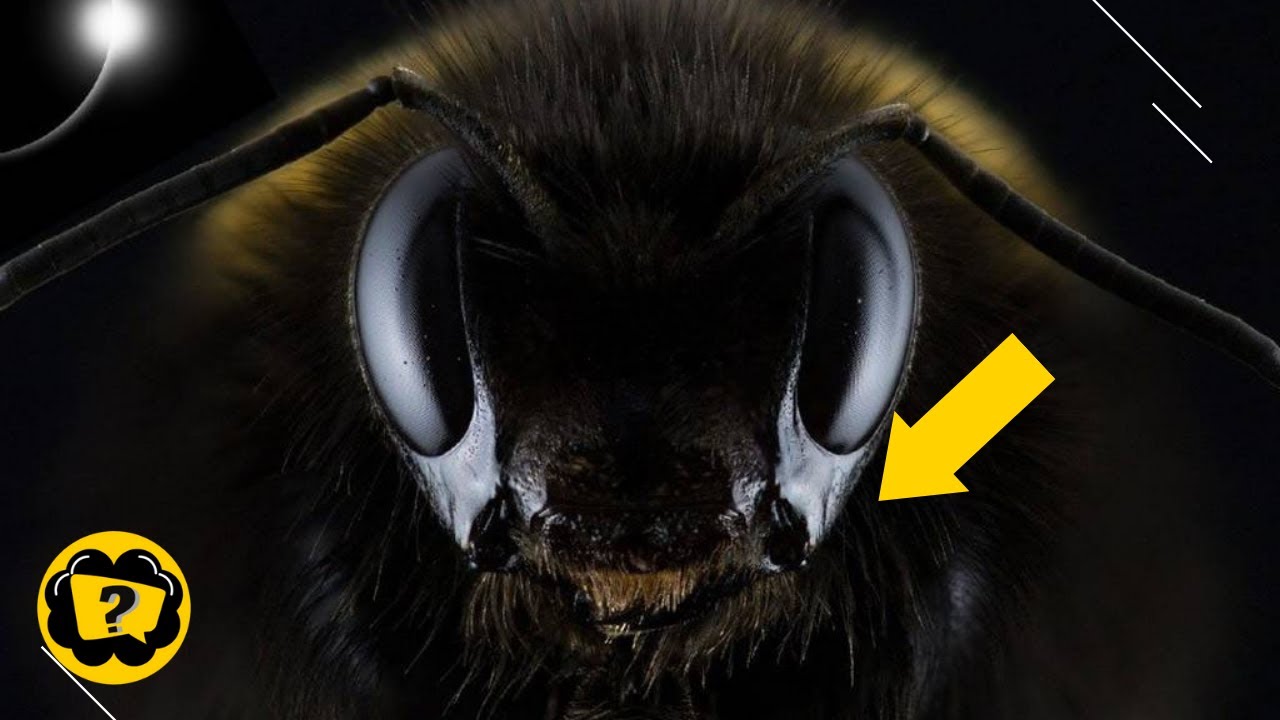 las abejas no vuelan sin luz