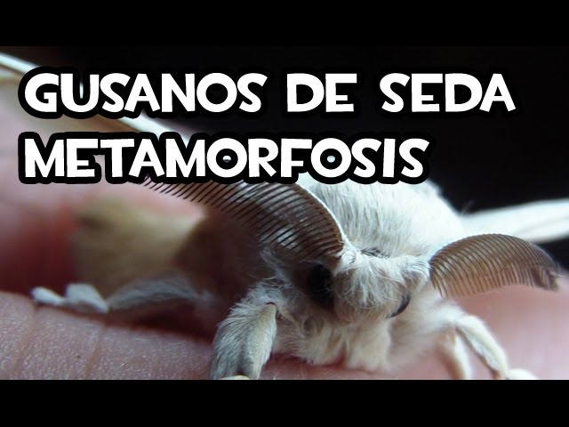 metamorfosis de los gusanos de seda