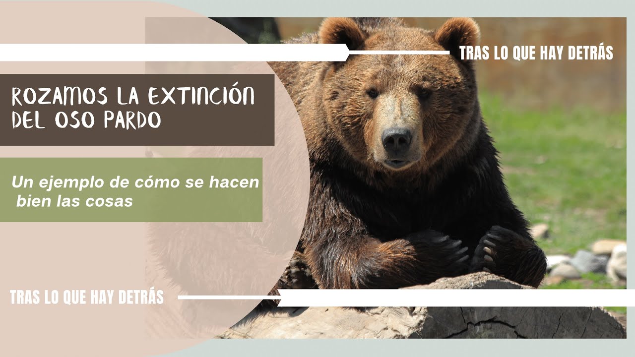 por qué el oso pardo está en peligro de extinción
